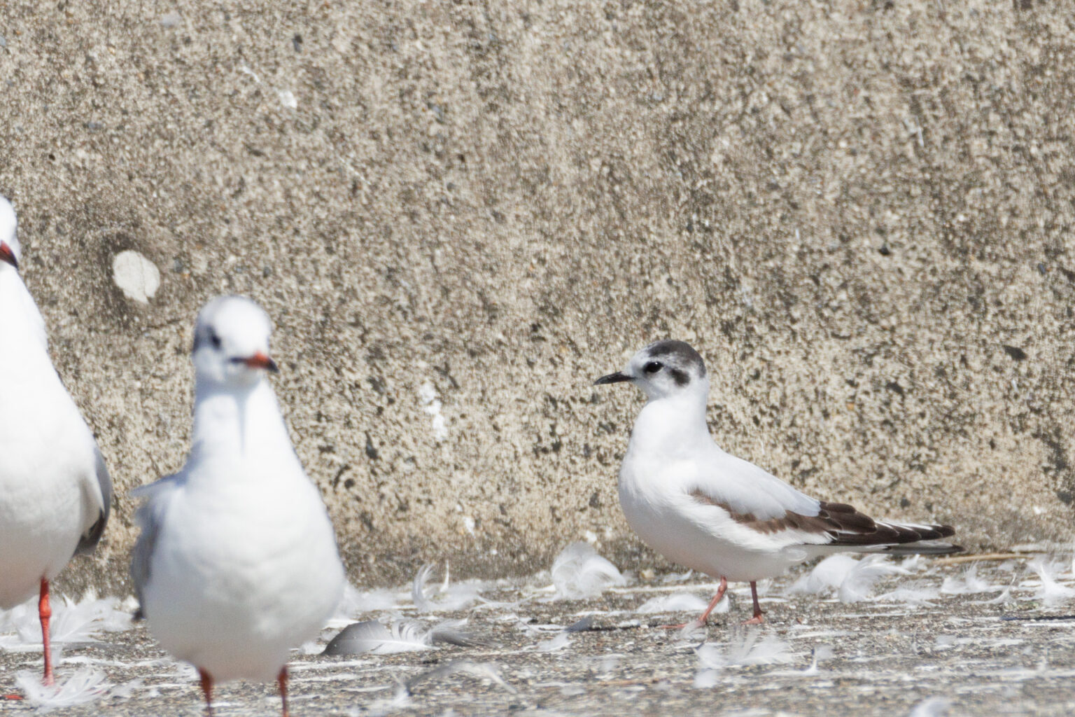 やっと出会えたヒメカモメ in 銚子周辺 野鳥と富士山と気ままな写真 2023年3月1日