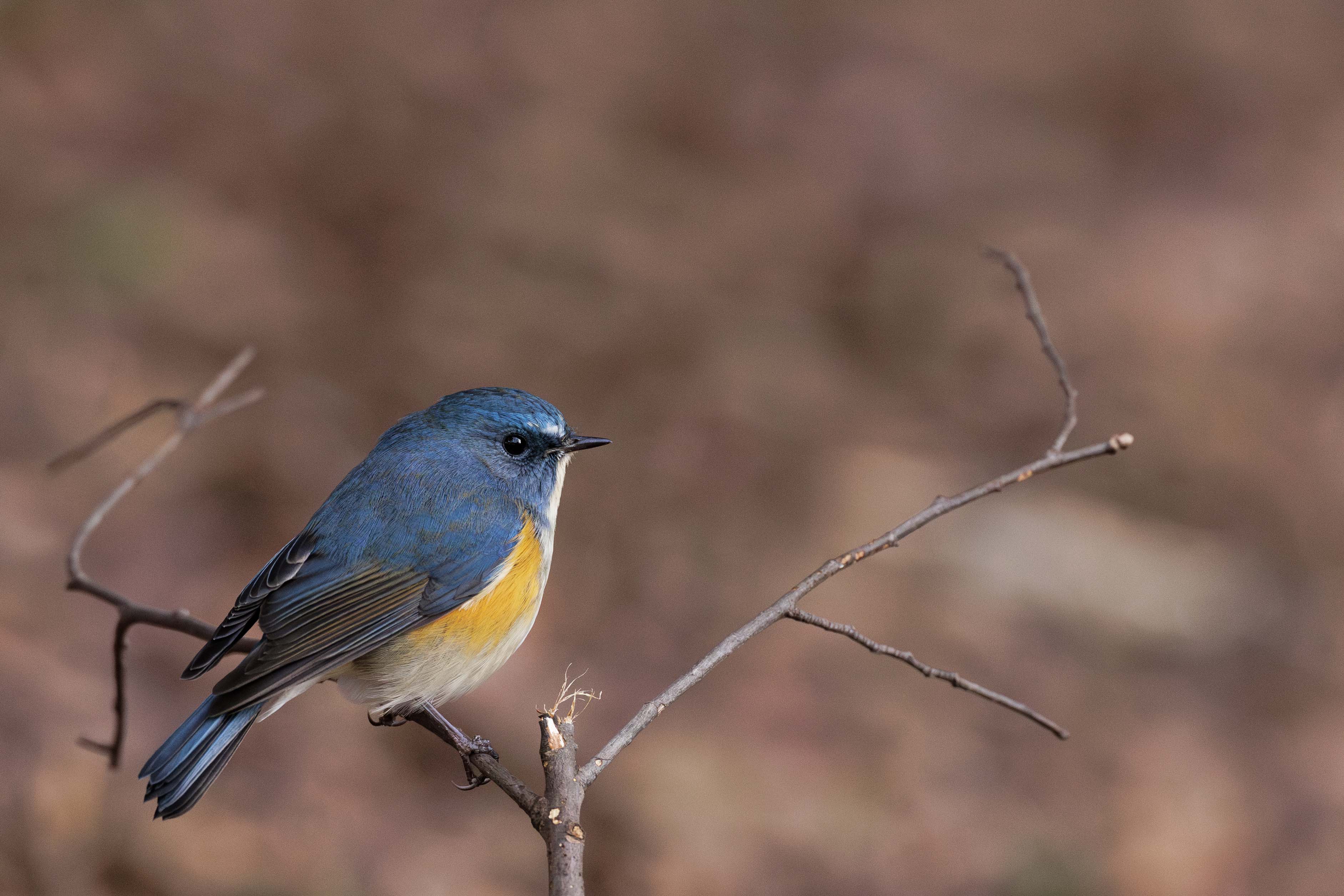 ルリビタキ,ソウシチョウ,フクロウ in 千葉県内＆水元公園 | 野鳥と