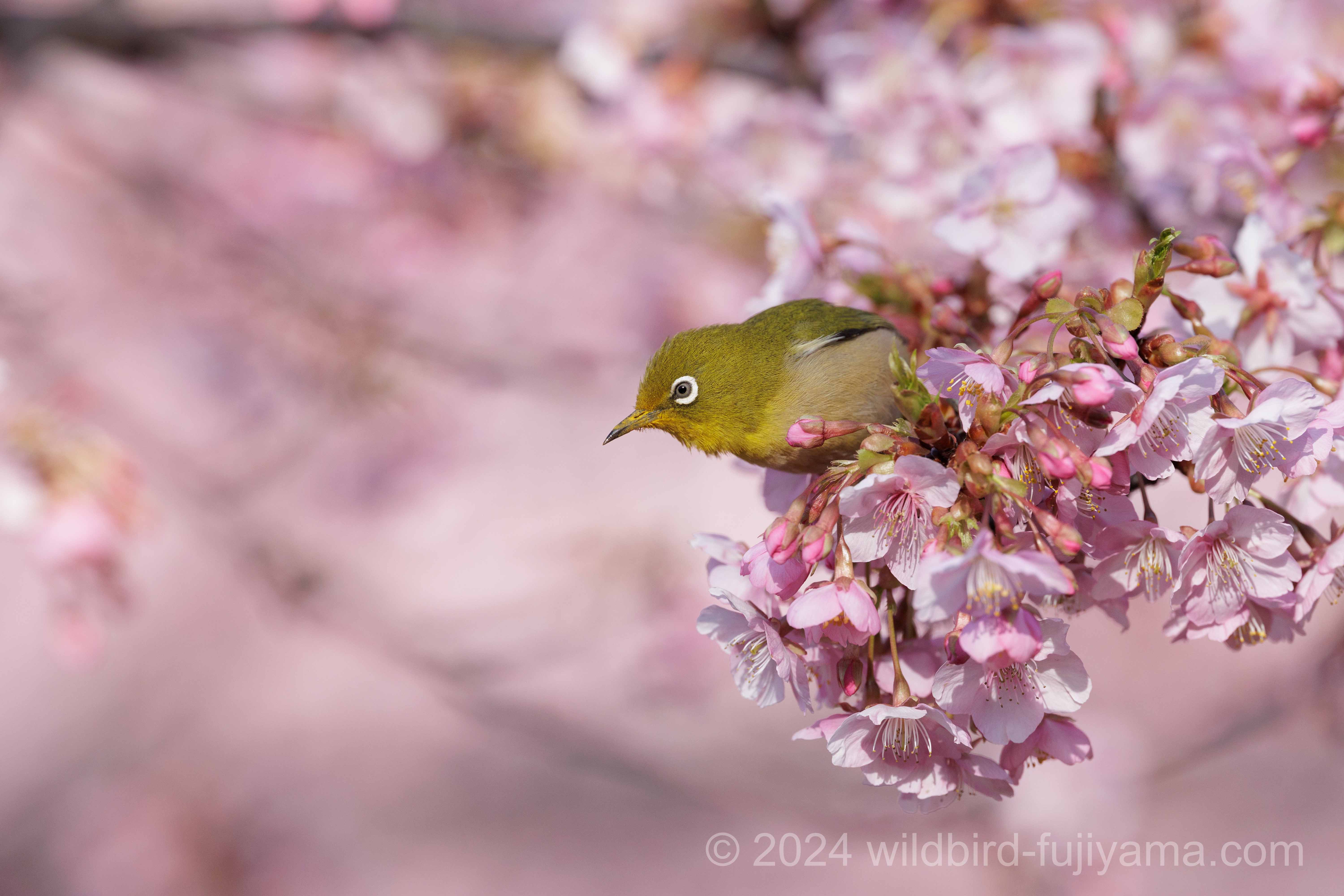 河津桜とメジロ,ワカケホンセイインコ,ジョウビタキなど in 水元公園