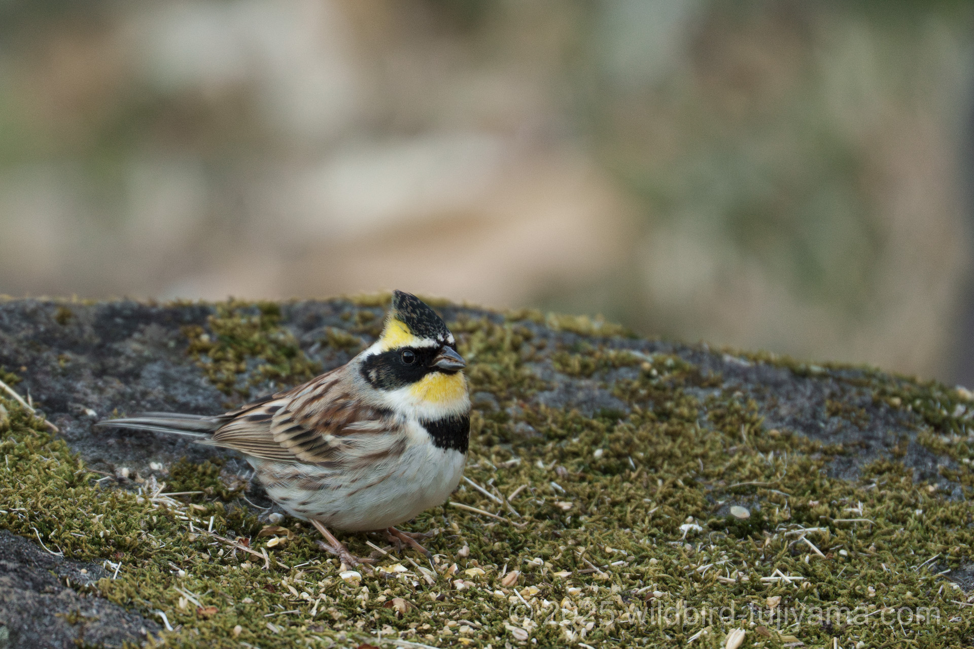 bobioヤマモミジ Amazon | MIMIMACHI 虫よけトンボ おにやんま オニヤンマ トンボ