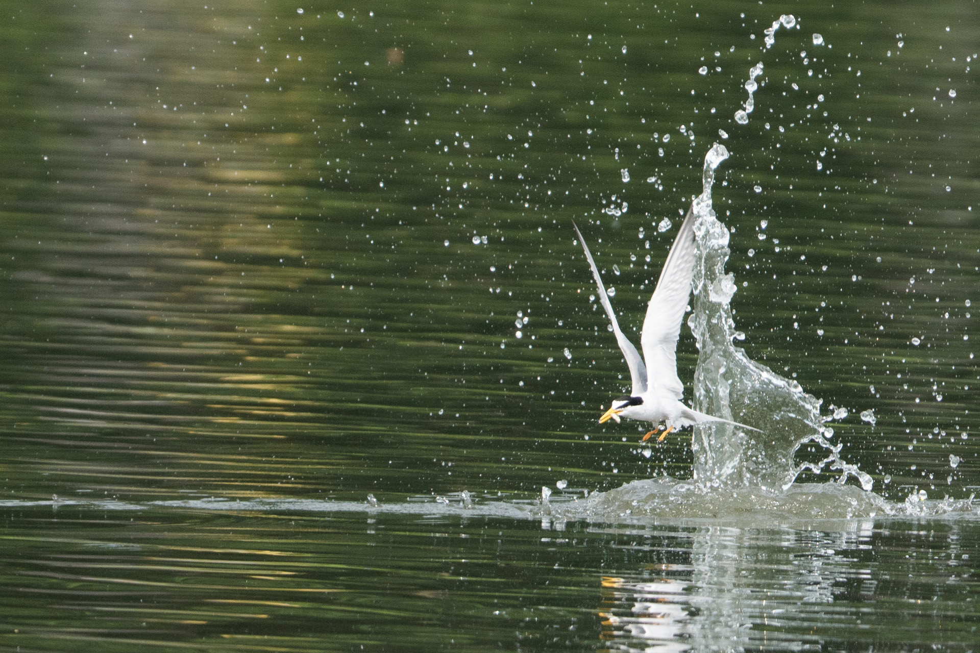 コアジサシ in 水元公園 | 野鳥と富士山と気ままな写真 | 2025年5月22日