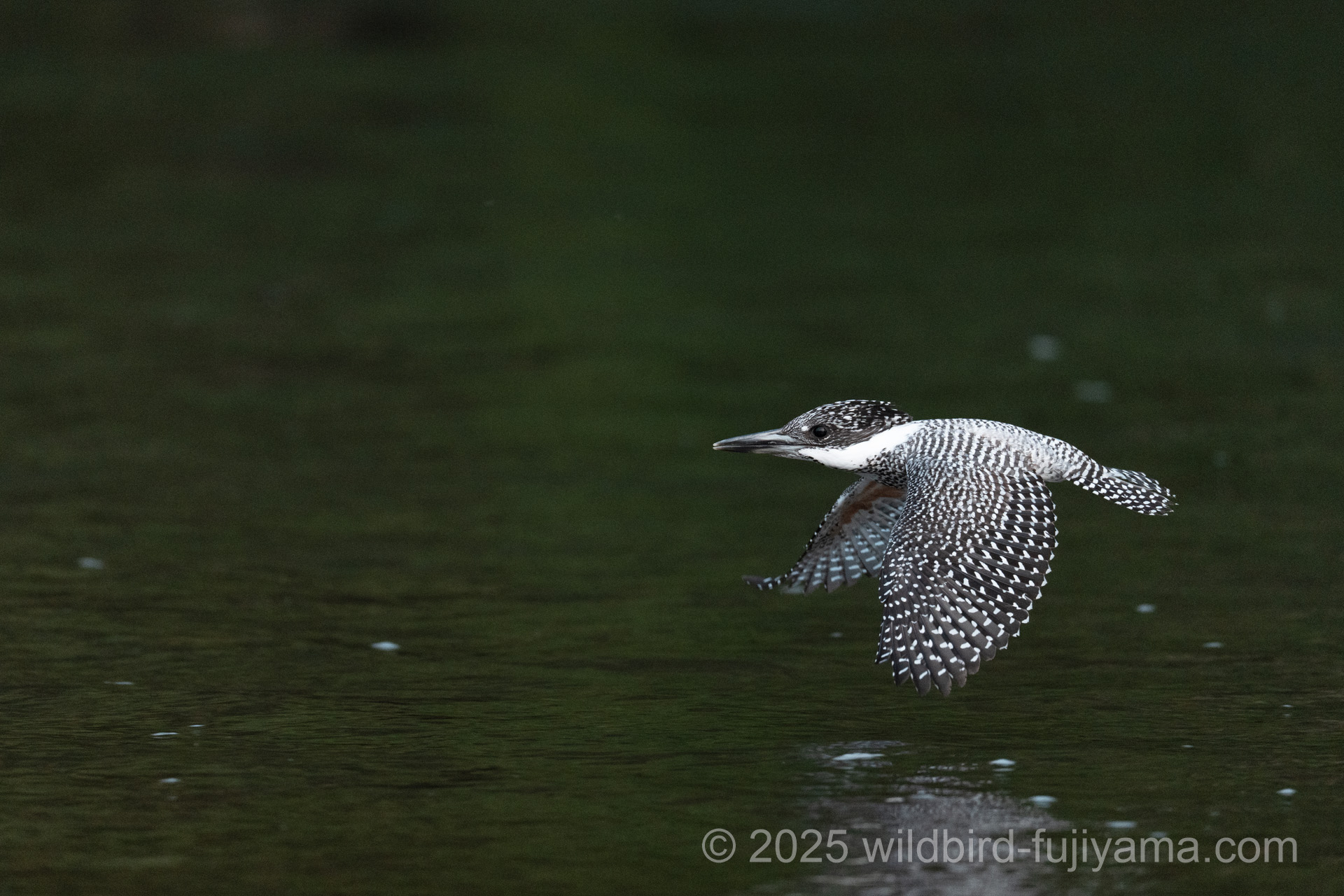 ヤマセミの飛翔など in 東北地方遠征① | 野鳥と富士山と気ままな写真