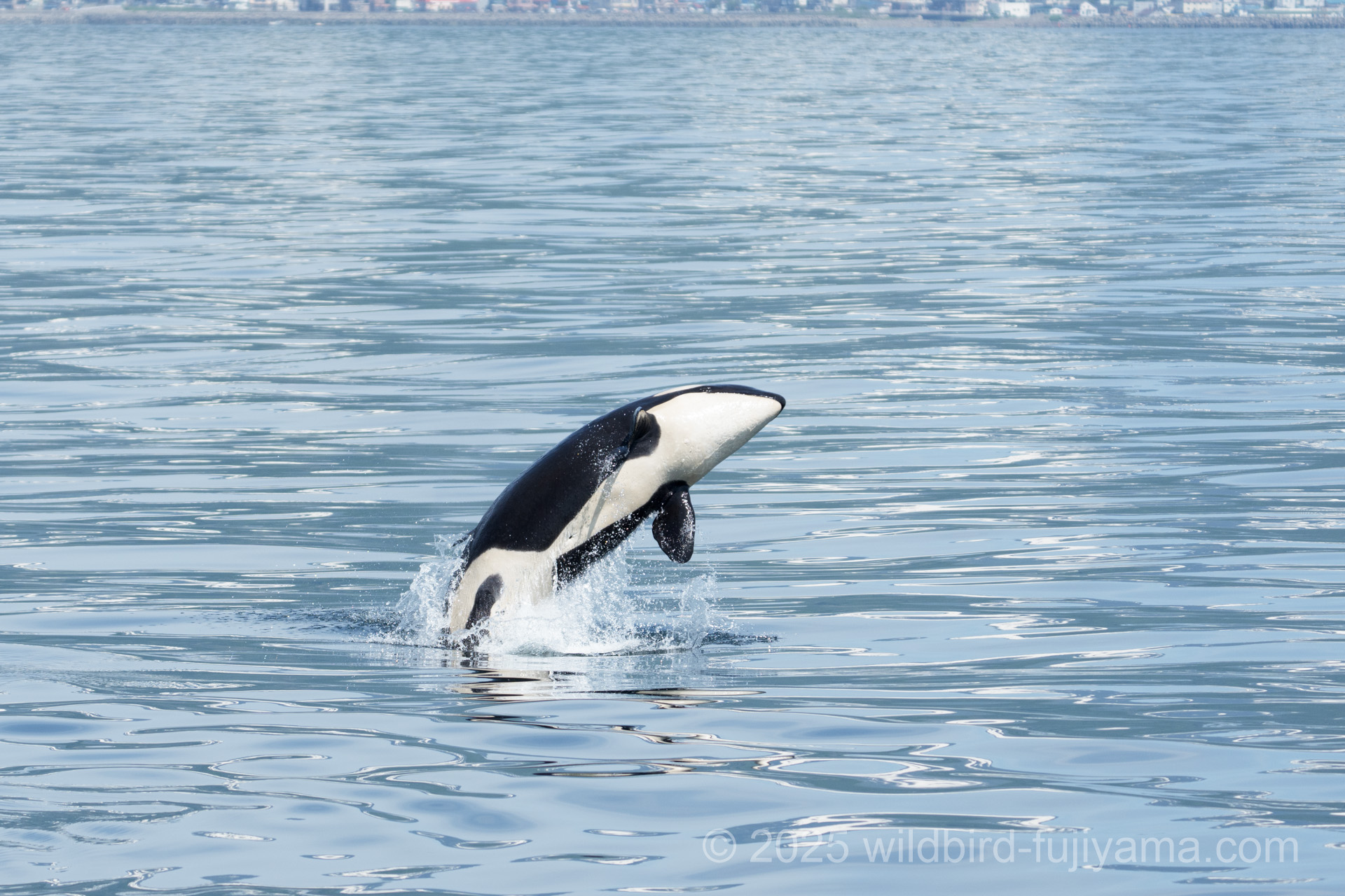 ホエールウォッチングでシャチを満喫！！！ in 北海道遠征④ | 野鳥と