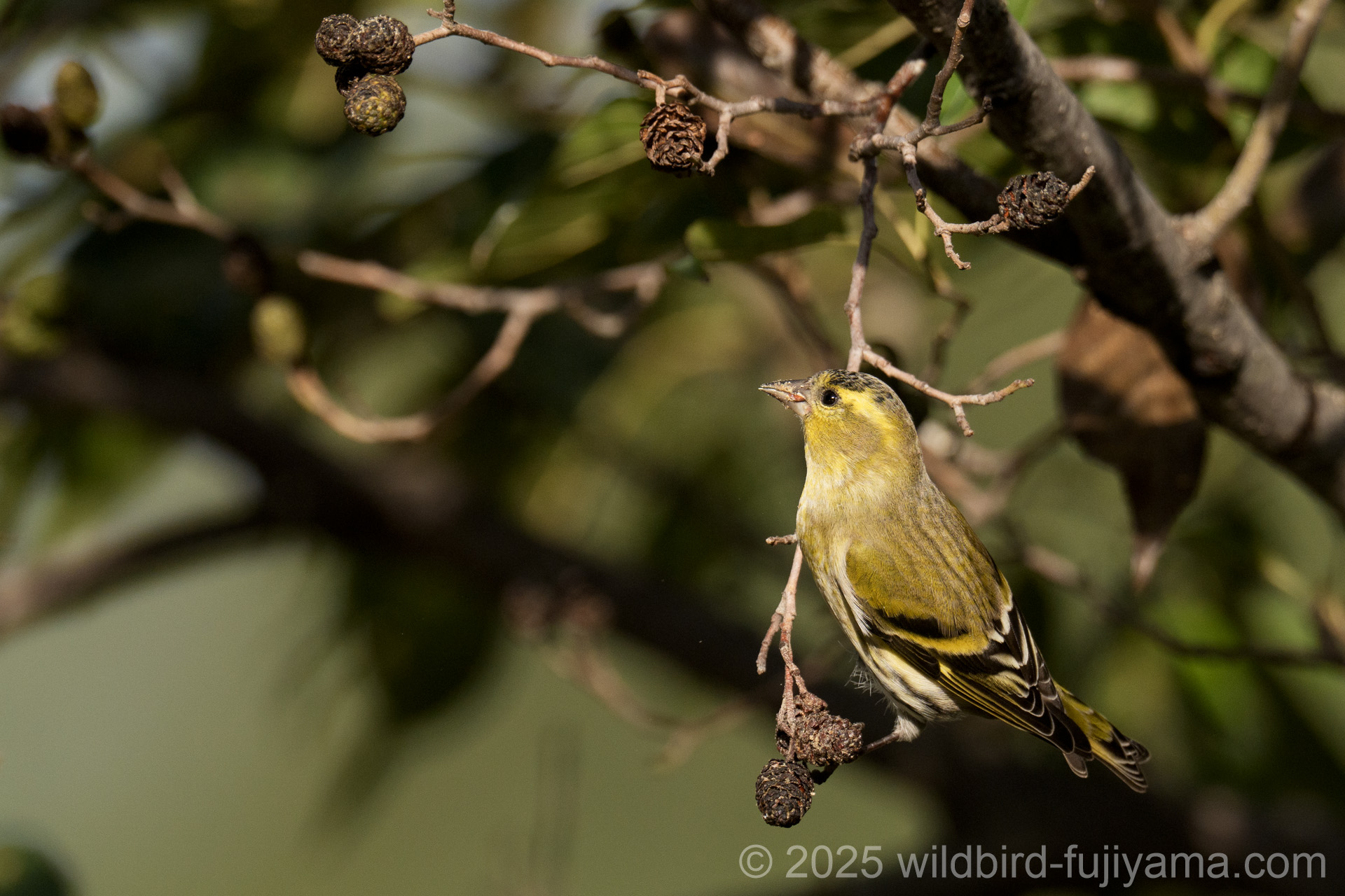 7770d9104d2a65a7b6aa83ae631b38