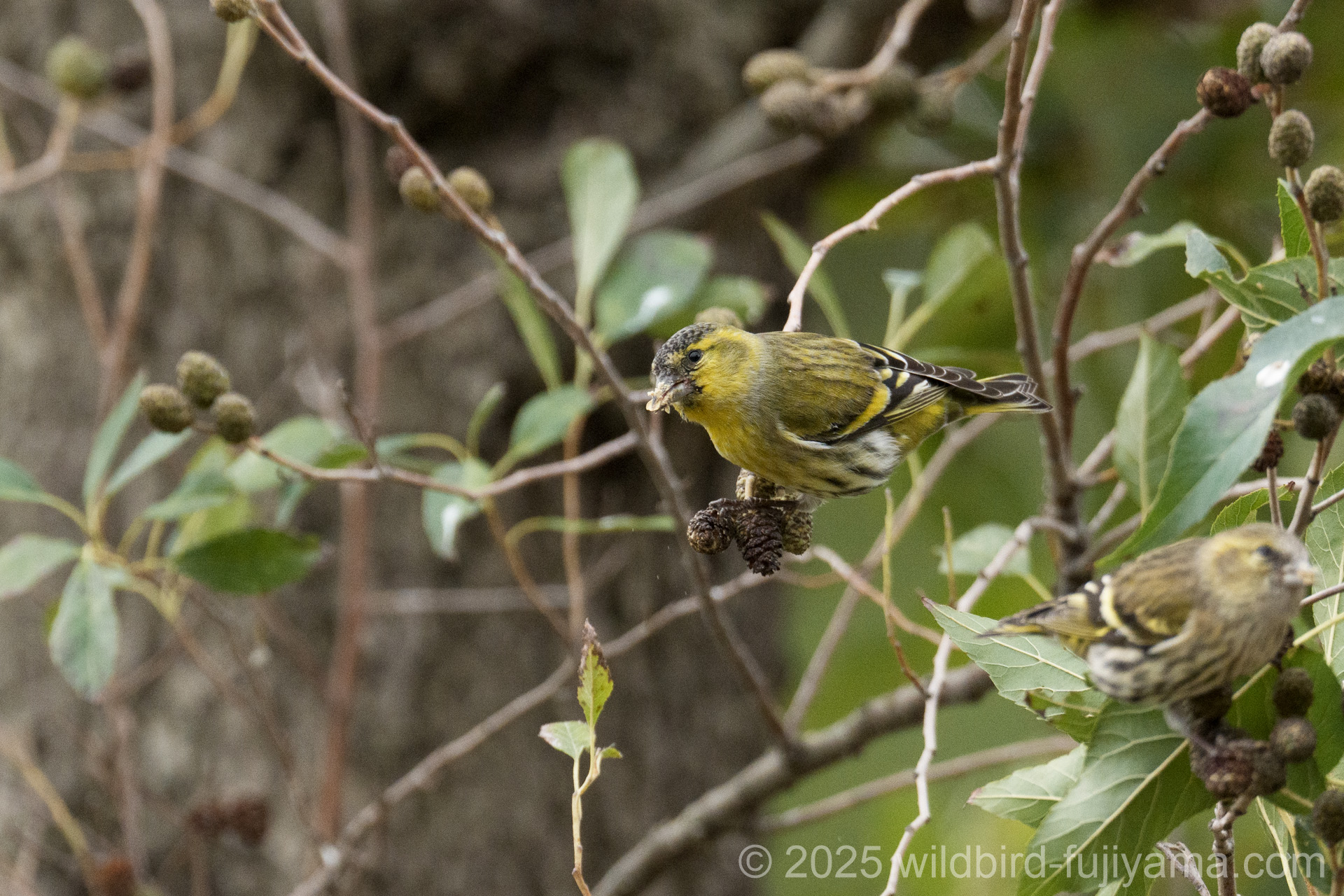 マヒワ,ツツドリ,マミチャジナイ,アカハラなど in 水元公園 | 野鳥と
