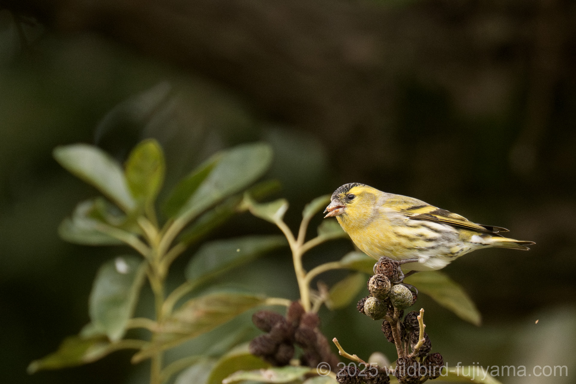 マヒワ,オナガガモ,ヒドリガモなど in 水元公園 | 野鳥と富士山と