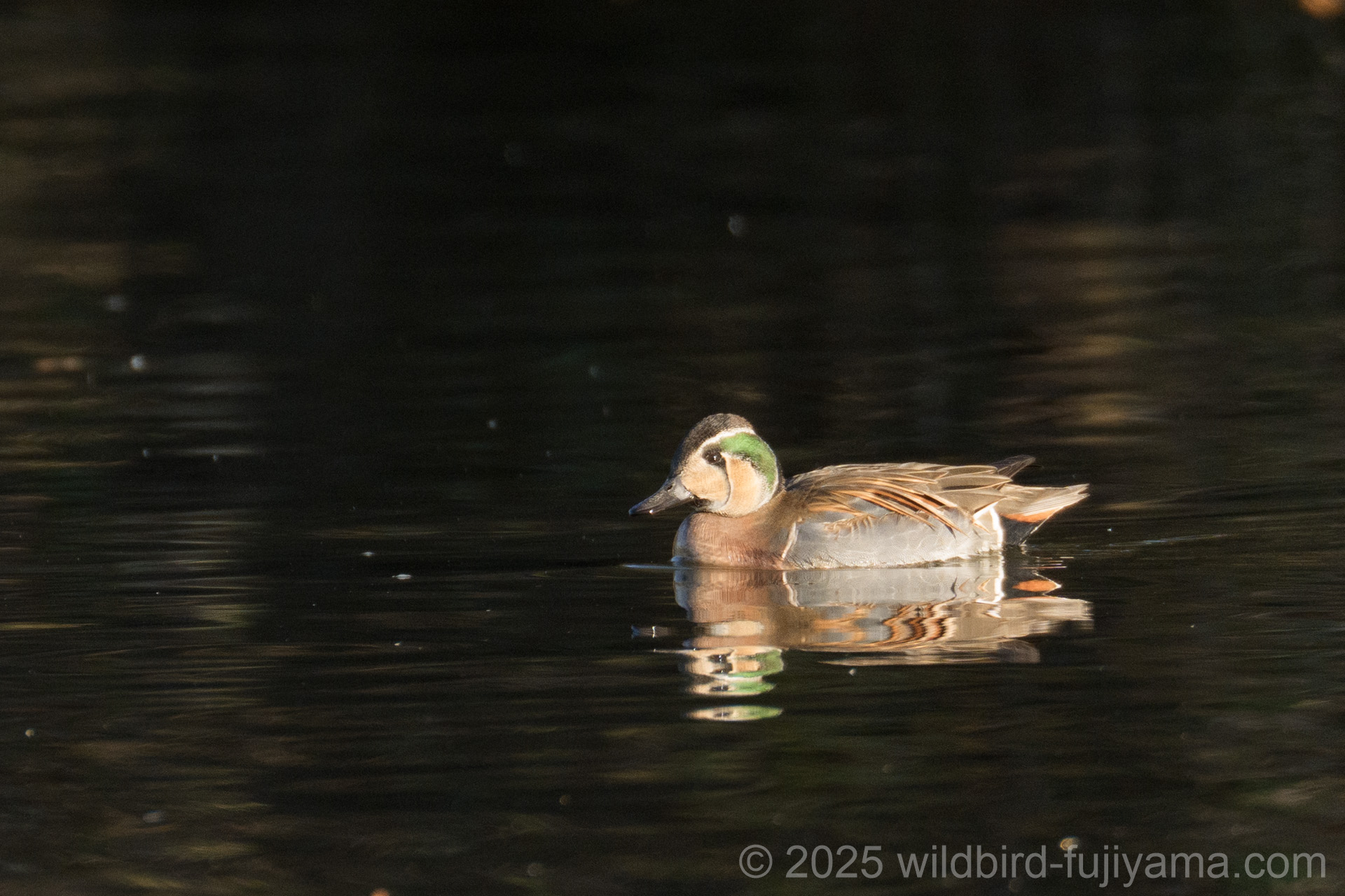 トモエガモ,ハイタカ,アカウソなど in 水元公園 | 野鳥と富士山と