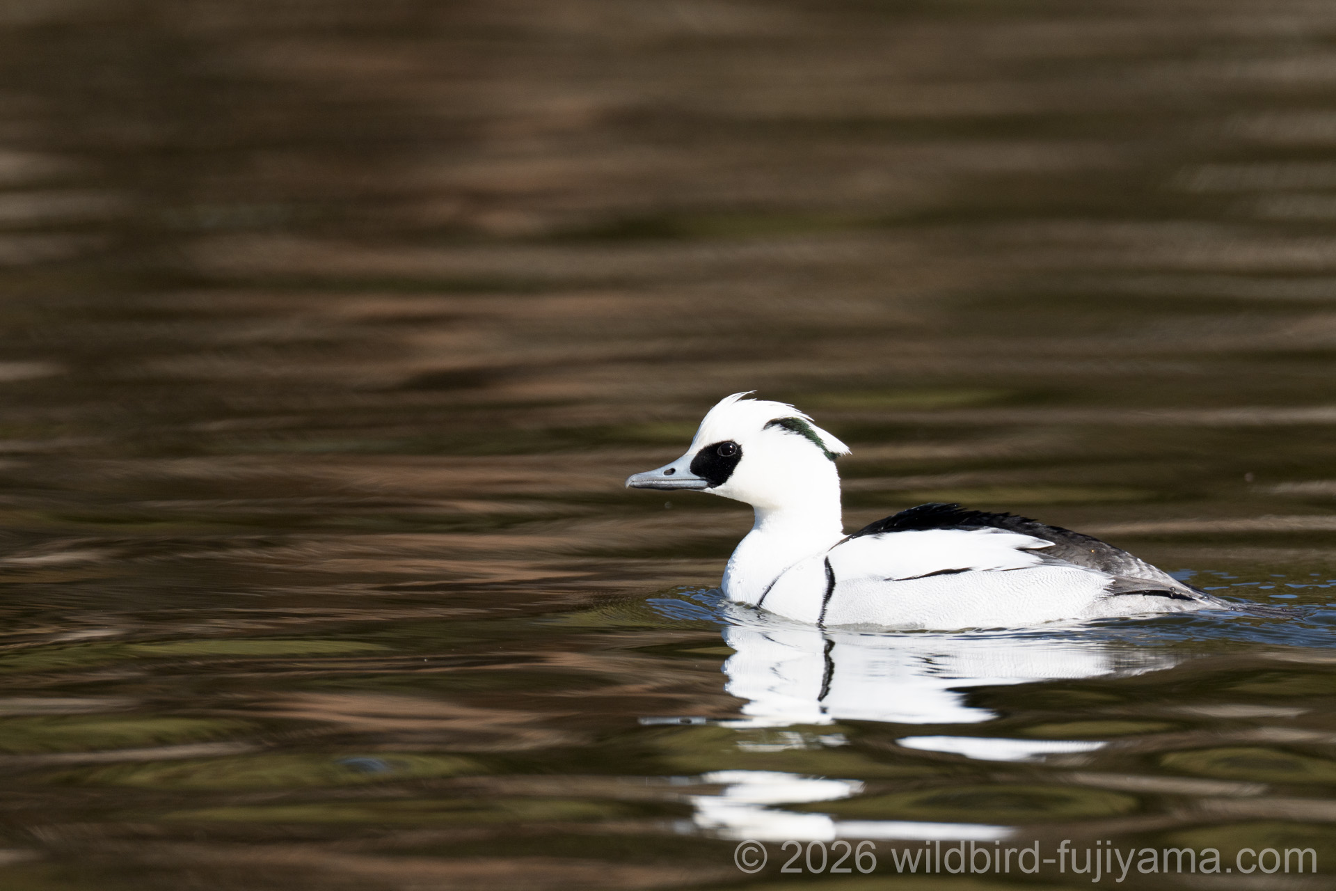 ミコアイサ,ベニマシコ♀,ルリビタキなど in 栃木県＆茨城県遠征①