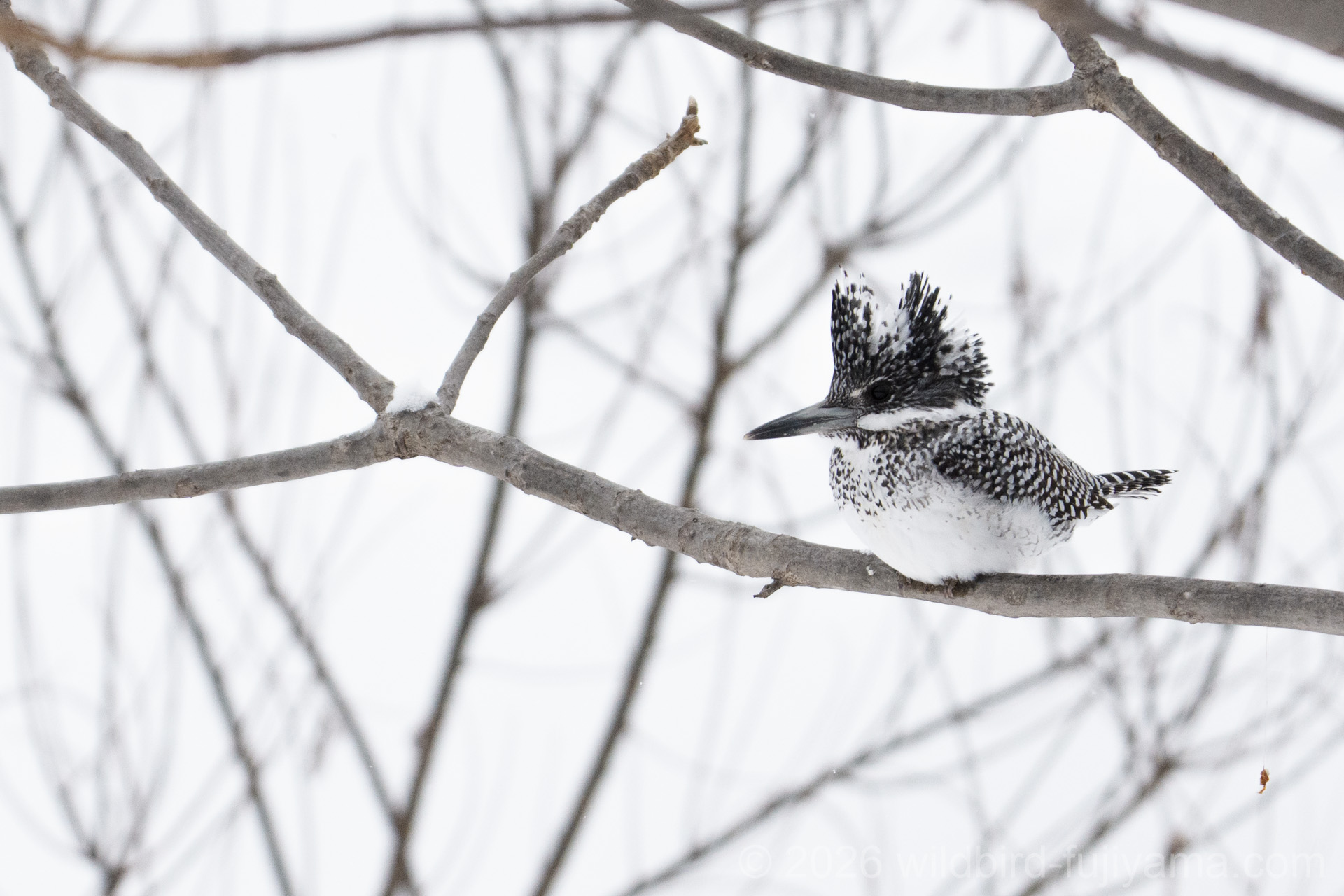 ヤマセミ,ベニヒワ in 北海道道央遠征【3日目】② | 野鳥と富士山と