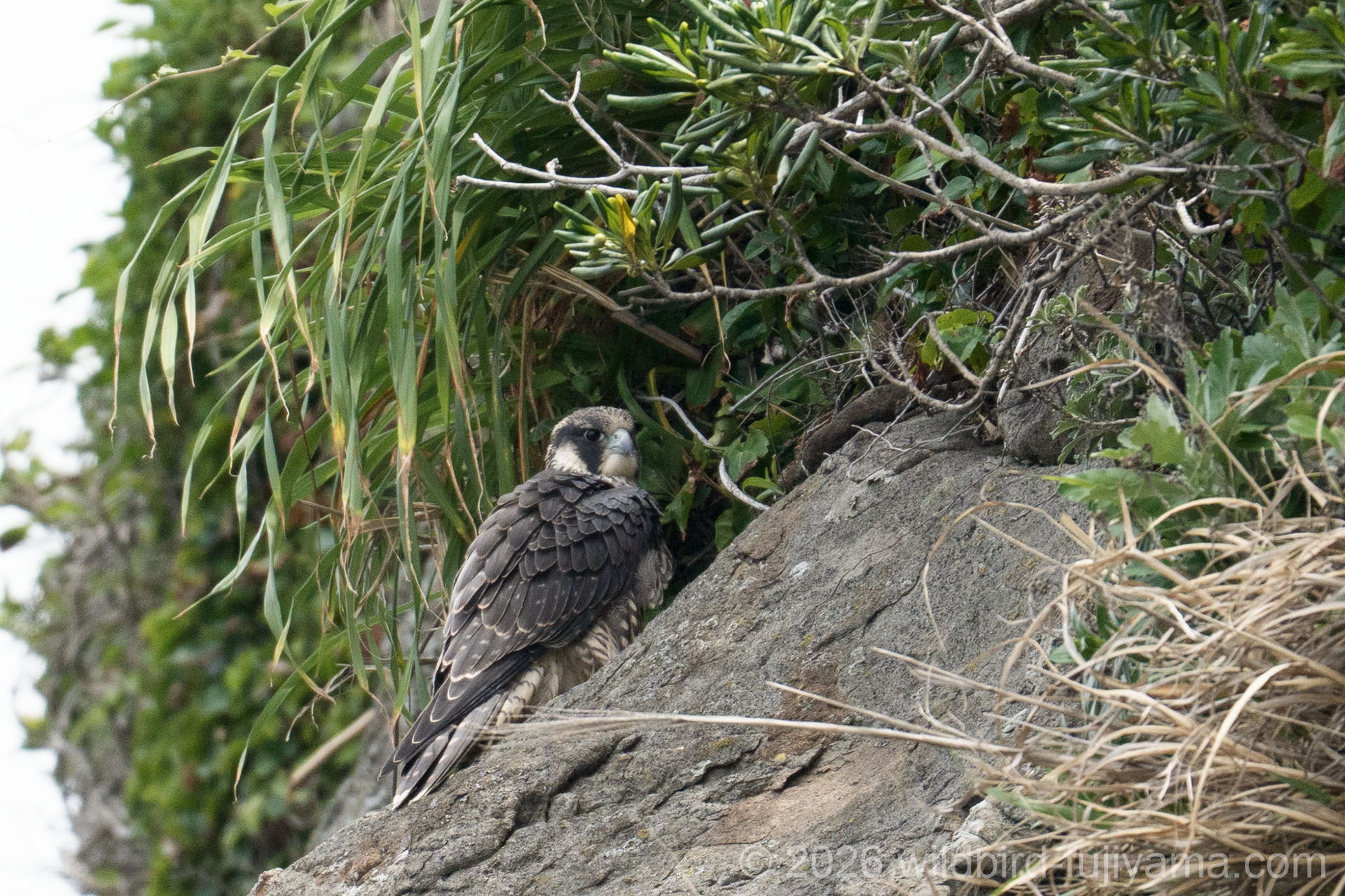 ハヤブサ in 神奈川県遠征② | 野鳥と富士山と気ままな写真 | 2026年6月9日